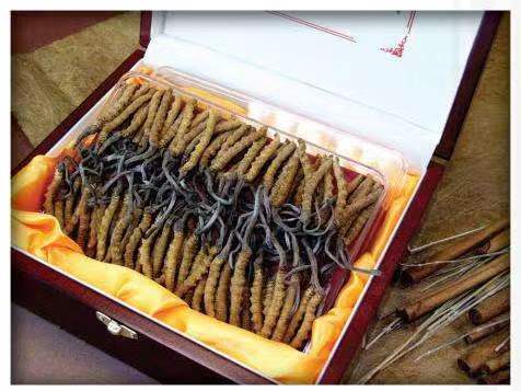 江州冬虫夏草回收